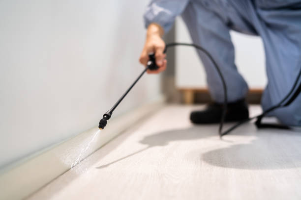 Licensed Ant Control service in Seabrook, MD - Nex Pest Control